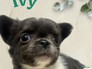 Chihuahua dogs Lovely fluffy Chihuahua 💕 boys & girls - Advert 4