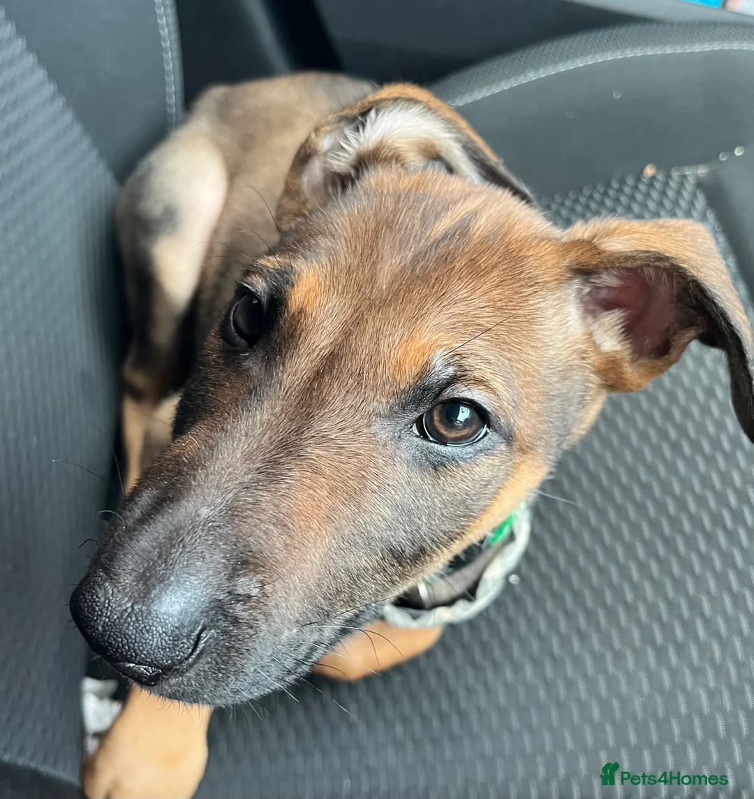 Mixed Breed dogs for sale: Doberman x Malinois x German Shepherd Puppies  - Advert 2