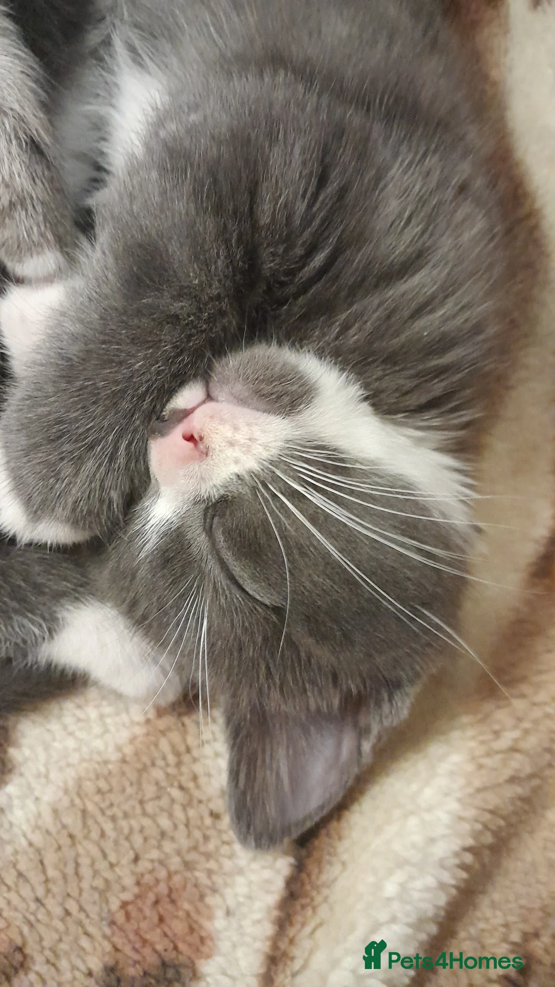 Mixed Breed cats for sale: 3 Beautiful kittens for sale  - Advert 18