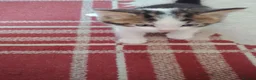 British Shorthair cats for sale: 6 Beautiful Kittens available 4 x Female 2 x Male - Advert 4
