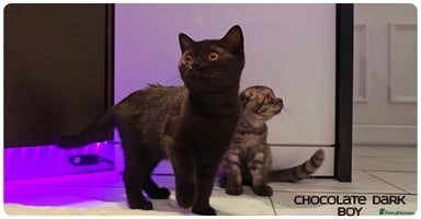 British Shorthair cats - Advert 10