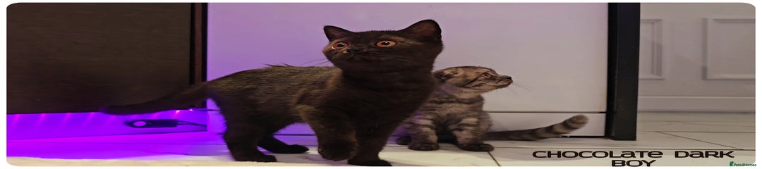 Dark Chocolate Boy British  Blue 