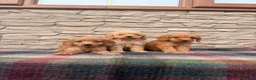 Cockapoo dogs for sale: F1 Cockapoos (council licensed breeder  - Advert 17