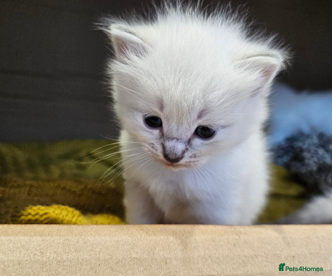 Ragdoll cats for sale: Stunning pure ragdoll kittens - Advert 8