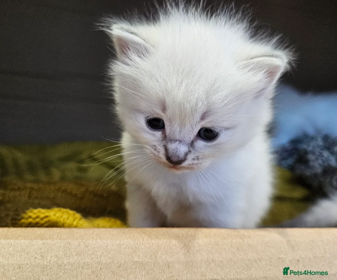 Ragdoll cats for sale: Stunning pure ragdoll kittens * all reserved* - Advert 8