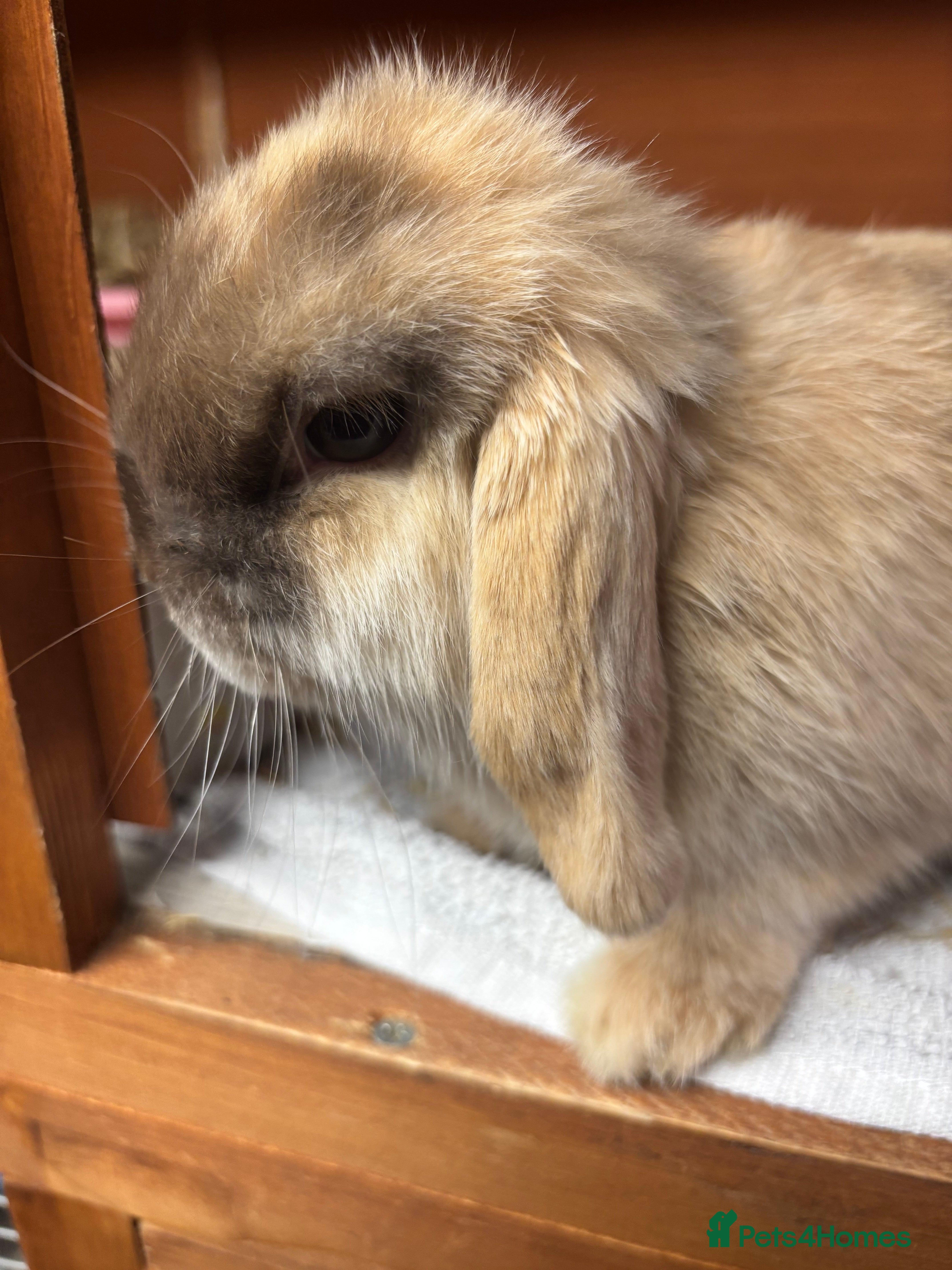 Mini Lop rabbits Mini lop choc Harli doe  - Advert 2