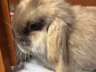 Mini Lop rabbits Mini lop choc Harli doe - Advert 2