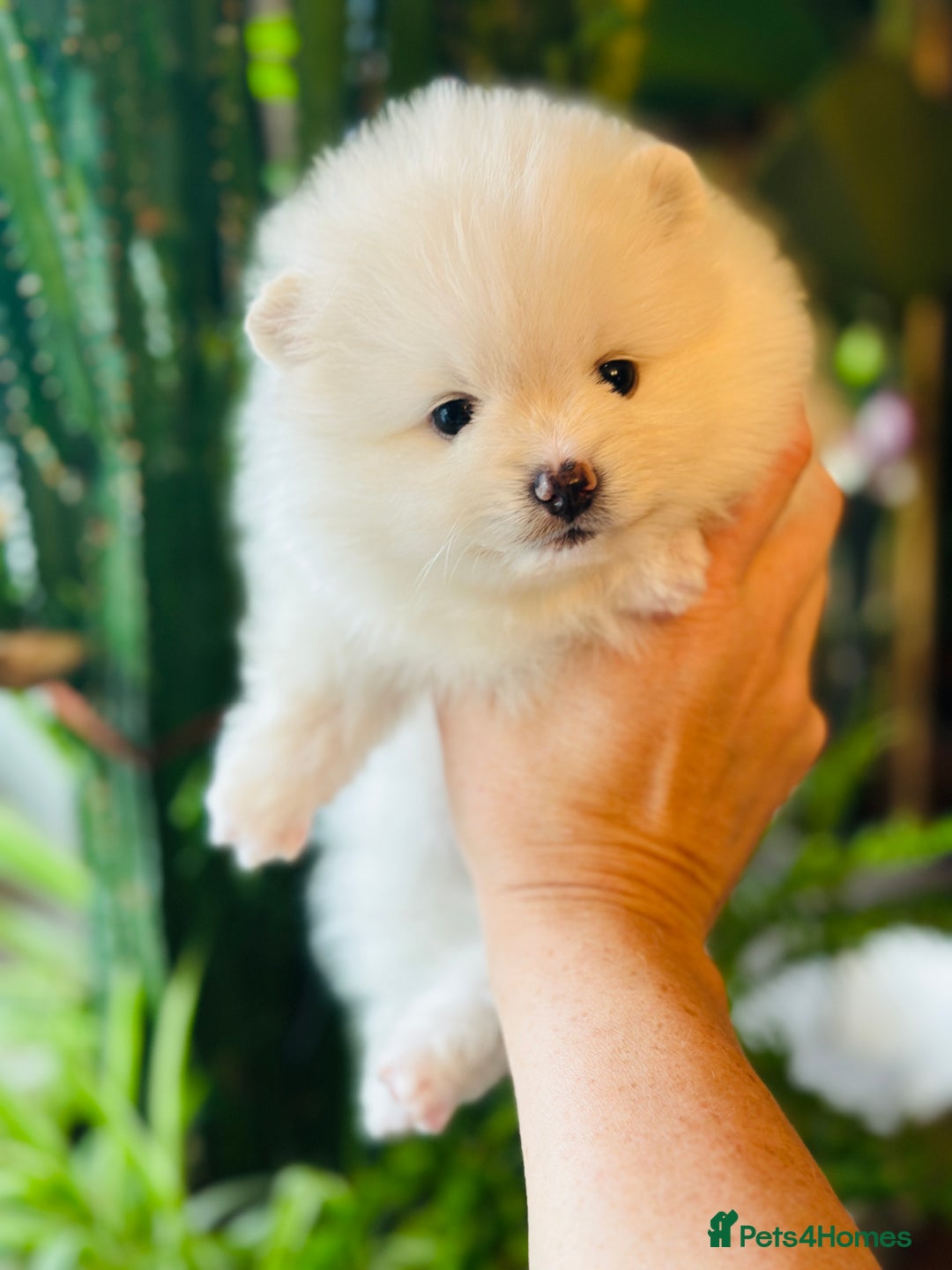 Pomeranian dogs for sale: KC white pomeranians  for reservation!  - Advert 6