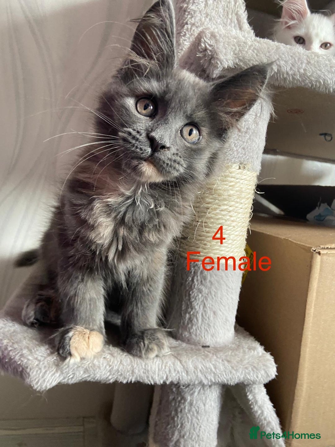 Maine Coon cats for sale: TICA Maine Coon Russian - Image 12