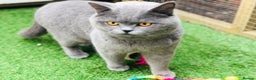 British Shorthair cats for sale: British Shorthair Boy - Advert 1