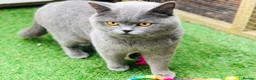 British Shorthair cats for sale: British Shorthair Boy - Advert 1
