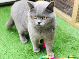 British Shorthair cats British Shorthair Boy - Advert 4