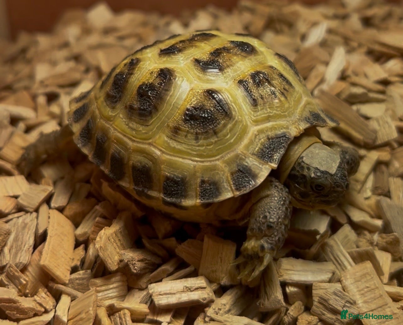 Hermann Tortoise reptiles Russian Harefield Tortoise + Vivarium Set Up - Advert 9