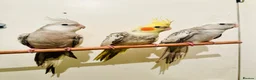 Cockatiels birds for sale: Hand Tamed/Untamed Beautiful Cockatiels available - Advert 5