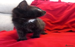 Domestic Shorthair cats for sale: Last beauty left, fluffy short hair small kitten - Image 3