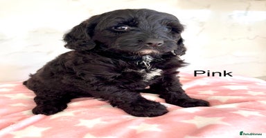 Cockapoo dogs - Advert 4