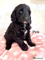 Cockapoo dogs - Advert 4