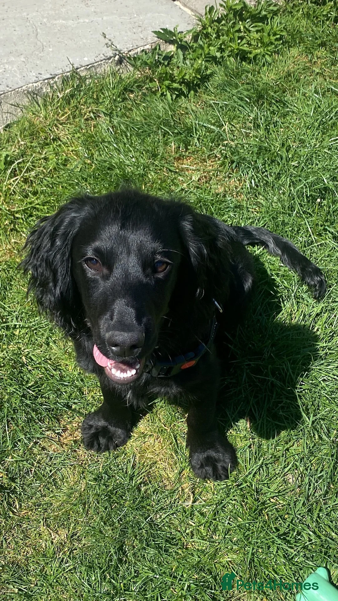 Cocker Spaniel dogs for sale: Spaniel for rehoming in Dorchester - Advert 3