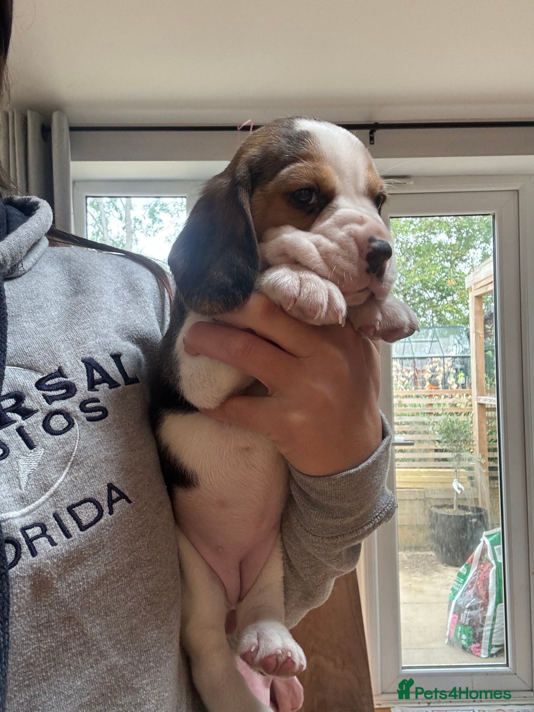 Beagle dogs for sale: Champion Sired KC reg Beagle Puppies - Image 5