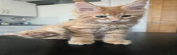 Maine Coon cats for sale: Red Tabby Maine Coons  - Advert 4