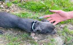 Jack Russell dogs for sale: Blue & Black Brindle Jack Russells - Image 18