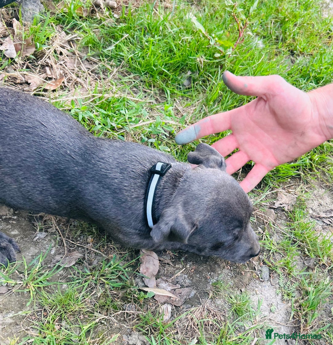 Jack Russell dogs for sale: Blue & Black Brindle Jack Russells - Image 18