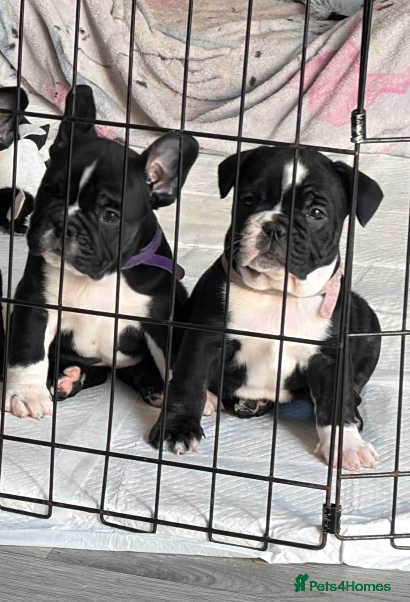 Mixed Breed dogs Ready to leave Frenglish puppies  - Advert 1