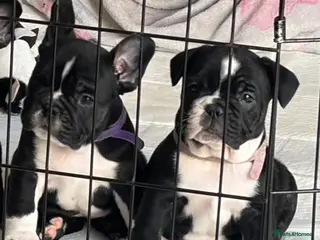 Mixed Breed dogs Ready to leave Frenglish puppies - Advert 2