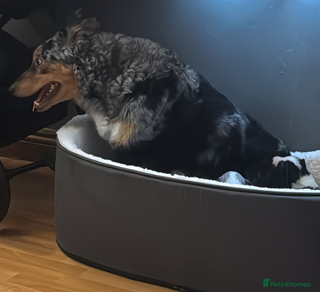 Border Collie dogs for sale: Merle border collies - Advert 14