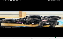 Staffordshire Bull Terrier dogs for stud: Proven KC Blue Staffy For Stud  - Image 17