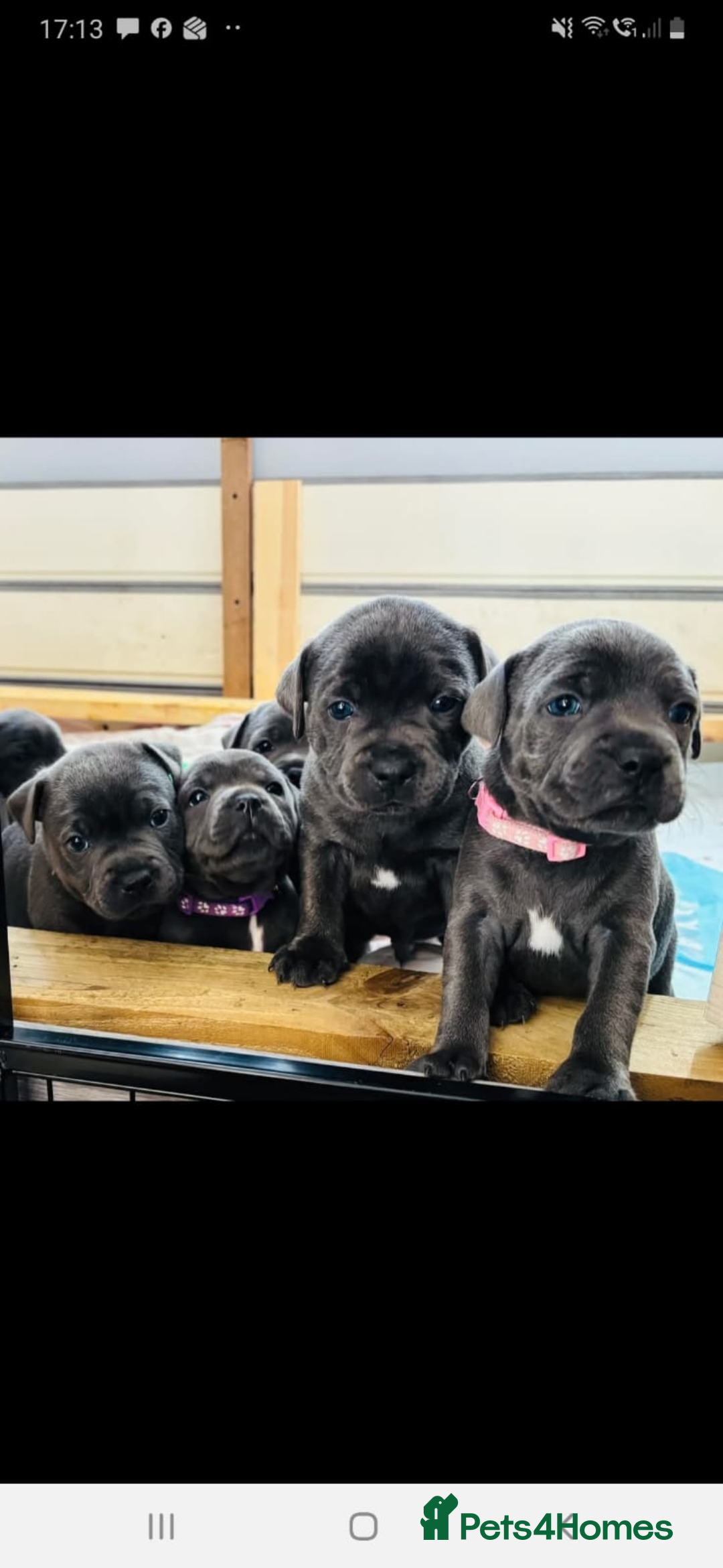 Staffordshire Bull Terrier dogs for stud: Proven KC Blue Staffy For Stud  - Image 17