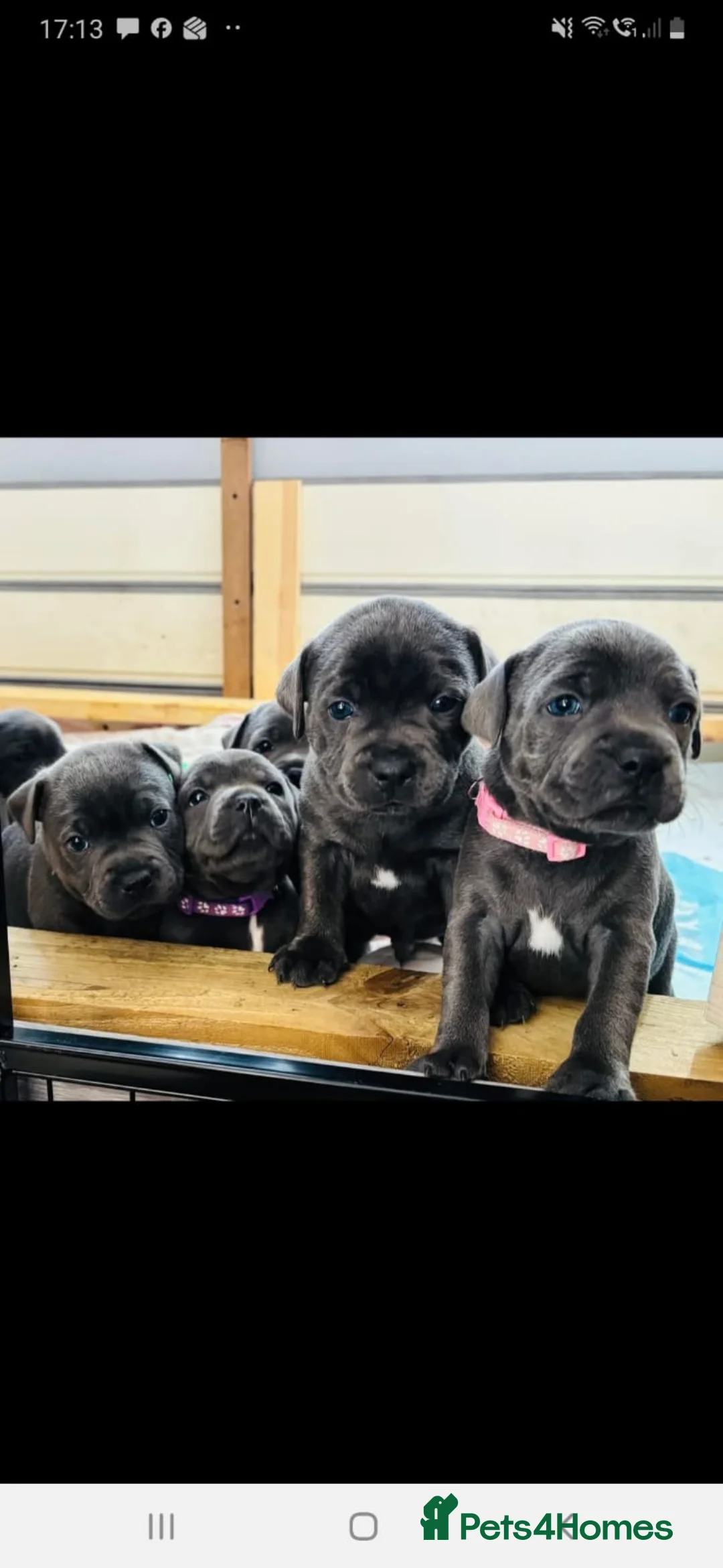 Staffordshire Bull Terrier dogs for stud: Proven KC Blue Staffy For Stud  - Advert 17