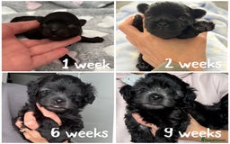 Maltipoo dogs for sale: 🩵Last Top Quality Rare Korean/Asian F1 Maltipoo🩵 in Bathgate - Image 9