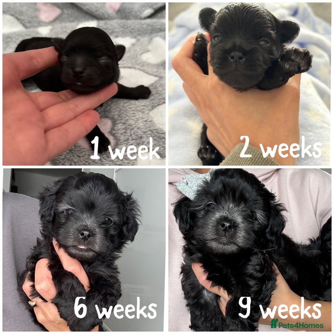Maltipoo dogs for sale: 🩵Last Top Quality Rare Korean/Asian F1 Maltipoo🩵 in Bathgate - Image 9