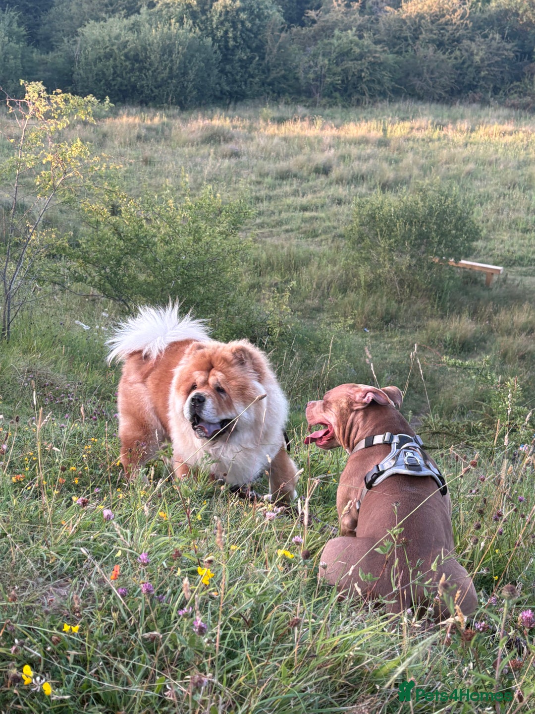 Chow Chow dogs for stud: 🐾 Simba – The Ultimate Cinnamon Teddy Bear! 🏆 - Image 3