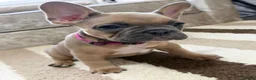 French Bulldog dogs for sale: 🌟Last 4 Exceptional French Bulldogs- Ready Now!🐾 - Advert 28