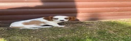 Cavalier King Charles Spaniel dogs for sale: Blenheim Cavalier King Charles Spaniels - Advert 5