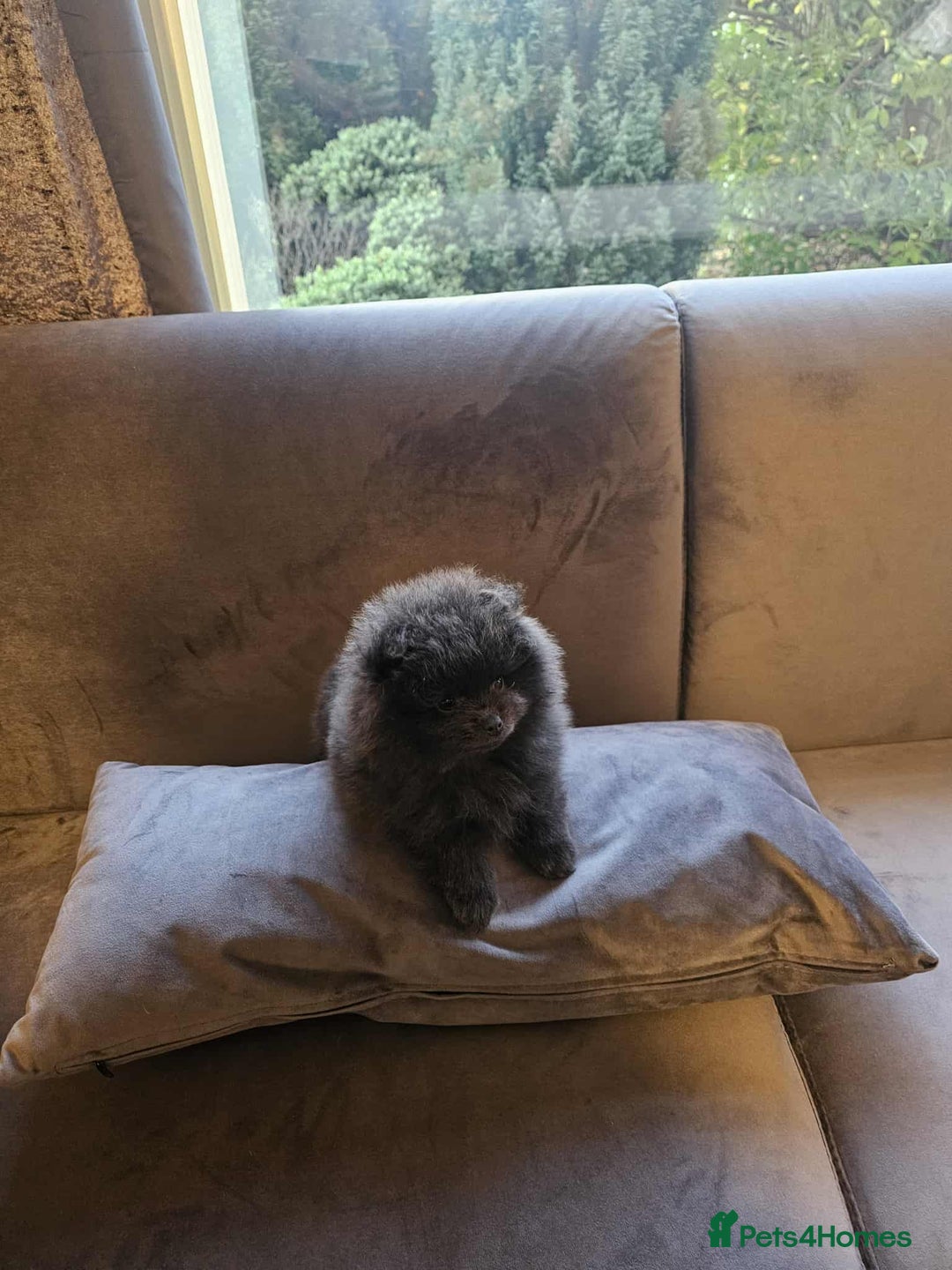 Pomeranian dogs for sale: Gorgeous lilac pomeranian girl. - Advert 6