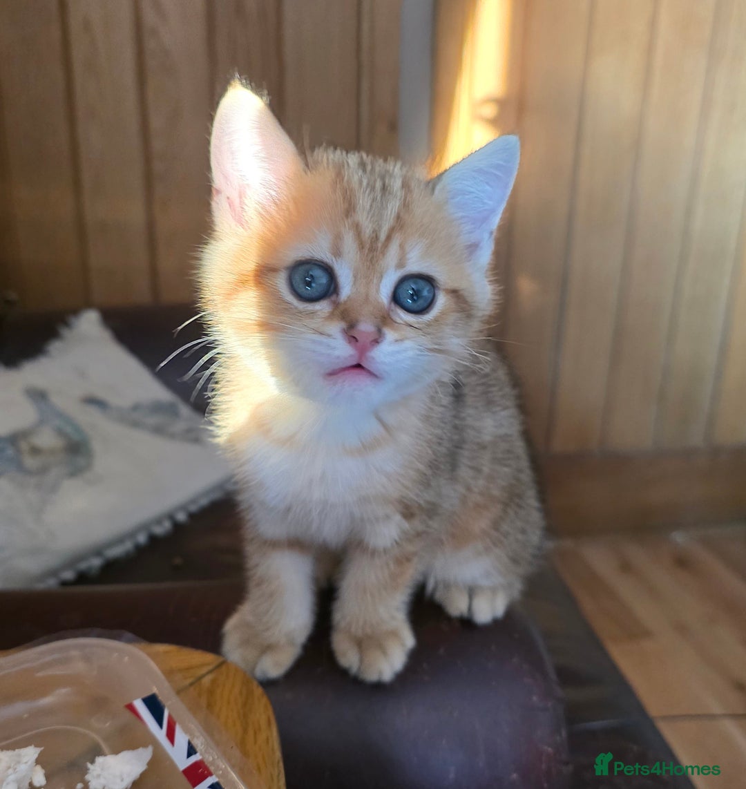 British Shorthair cats for sale: 1 TICA REG BSH GOLDEN COLOURPOINT POINT  - Image 16