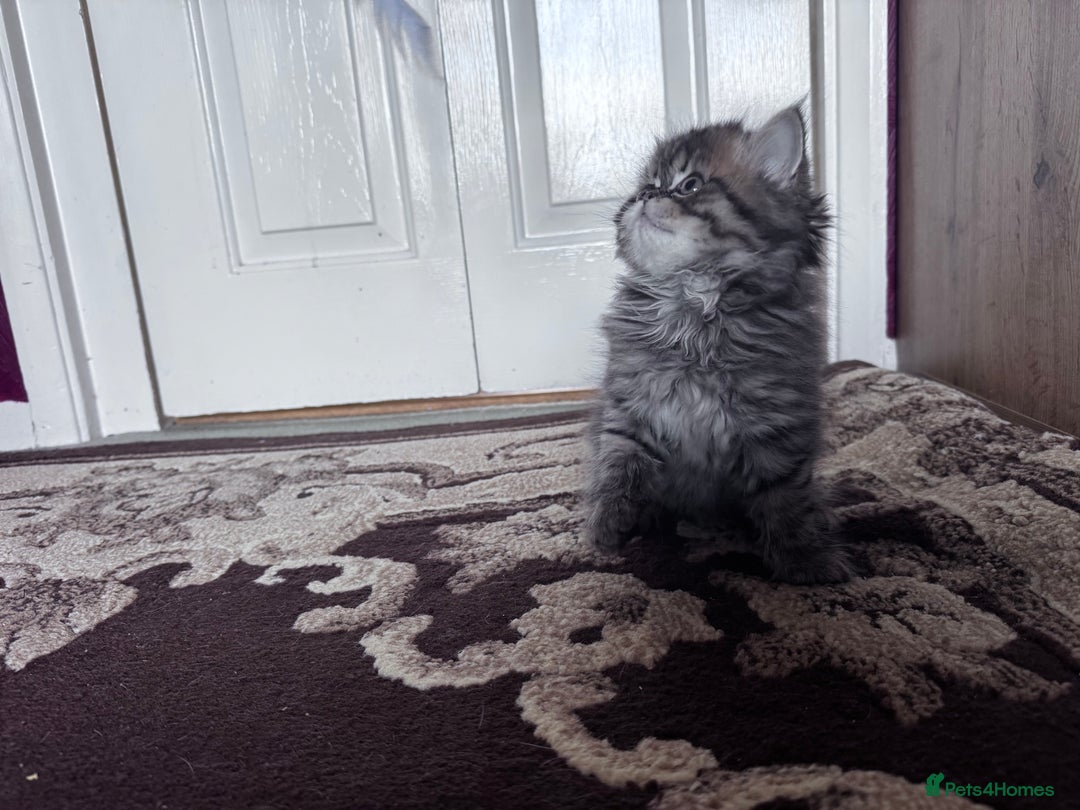 British Shorthair cats for sale: British Short Hair  - Advert 8