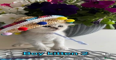 Scottish Fold cats - Advert 1