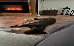 Labrador Retriever dogs for sale: Koda and Meave  - Image 4