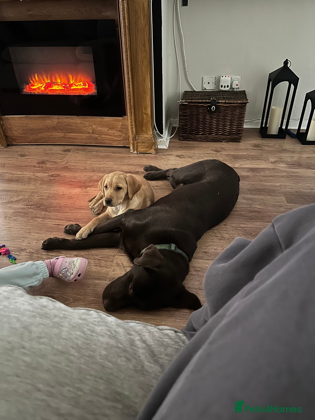 Labrador Retriever dogs for sale: Koda and Meave  - Image 4