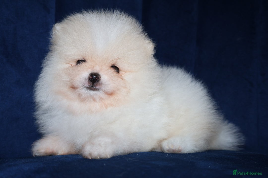 Pomeranian dogs for sale: READY NOW-REDUCED!! TRUE TEDDY BEAR POMERANIAN - Image 20