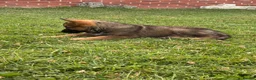 German Shepherd dogs for sale: 9 week old German shepherd puppy  - Advert 4