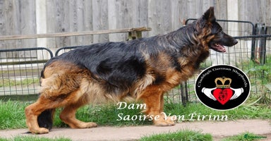 German Shepherd dogs - Advert 13