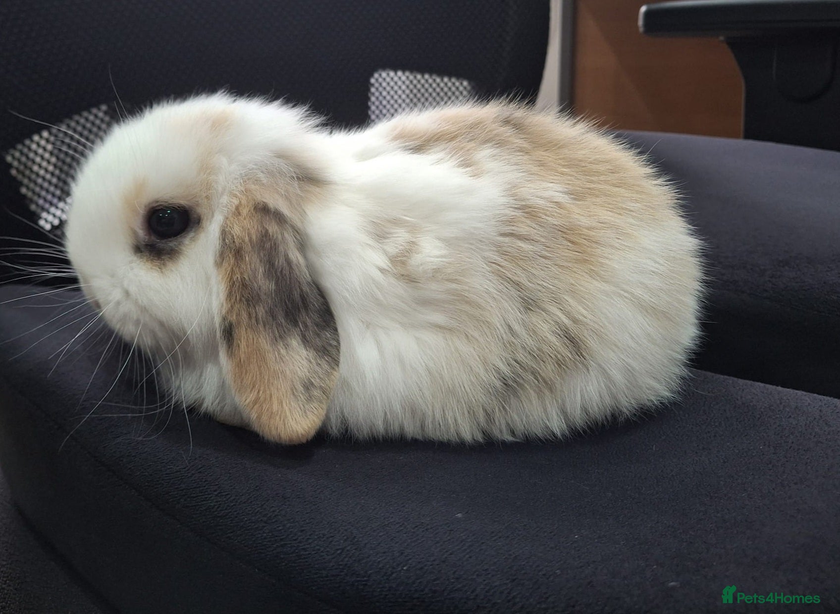 Mini Lop rabbits Three adorable mini lops for sale in Waltham Cross - Advert 1