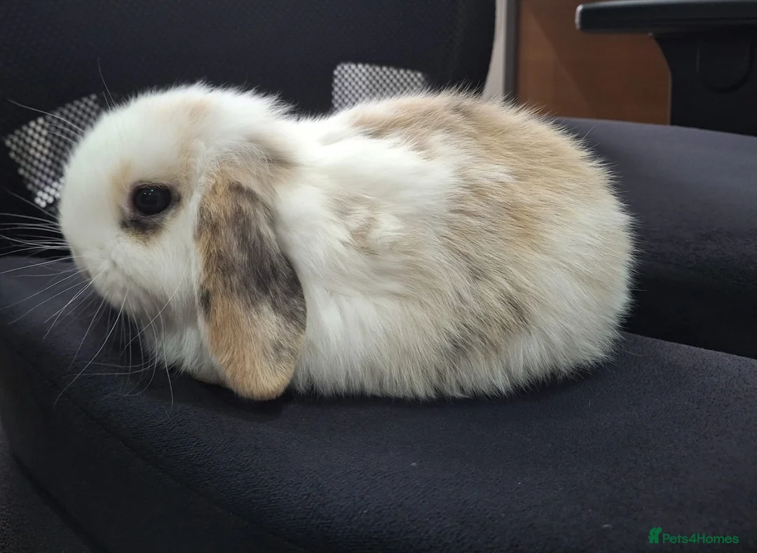 Mini Lop rabbits for sale: Three adorable mini lops for sale in Waltham Cross - Advert 1