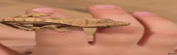 Gecko reptiles for sale: Baby crested geckos - Advert 7