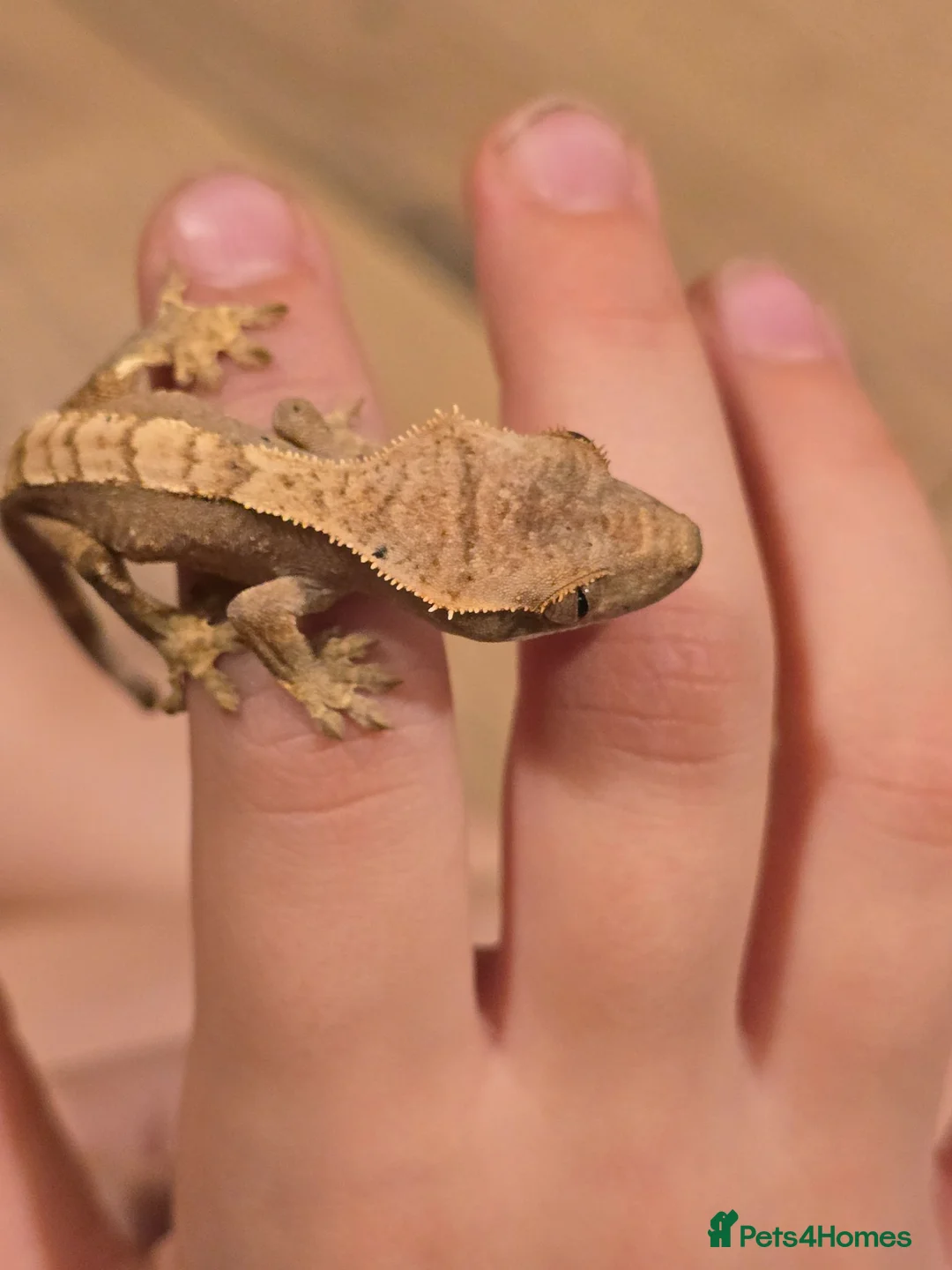 Gecko reptiles for sale: Baby crested geckos - Advert 7
